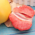 Hot Selling Citrus 2021 Chinese Grapefruit Shaddock Red Pomelo